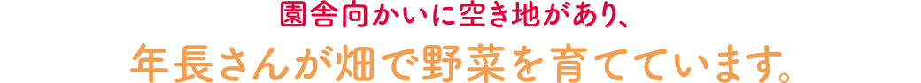 園舎向かいに空き地があり、年長さんが畑で野菜を育てています。